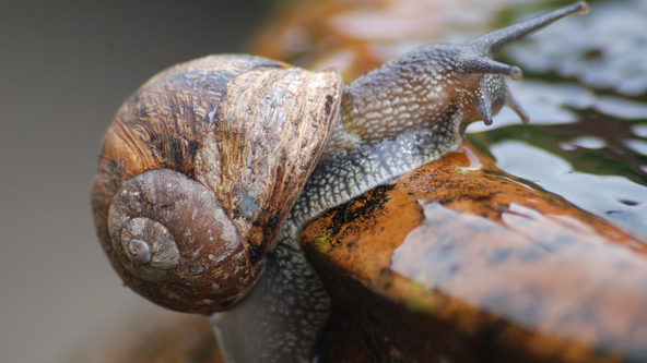 Snail reaches her limits.