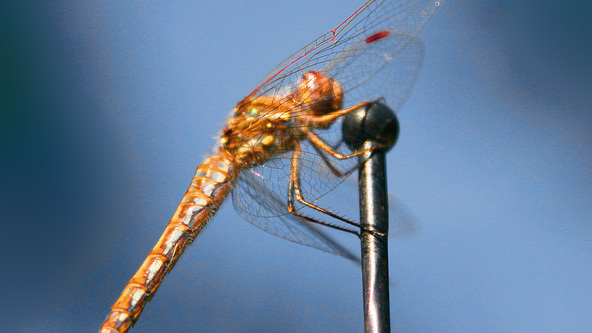 Dragonfly on the Mic